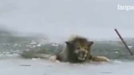 Il ghiaccio cede e il cane finisce nel lago ghiacciato: lo spettacolare salvataggio