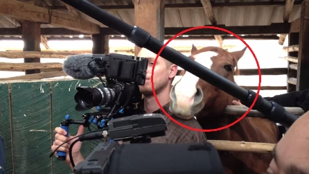 Il cameraman cerca di filmare l'intervista ma fate attenzione al cavallo dietro di lui
