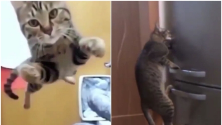 Quando i gatti diventano supereroi: quello che riescono a fare è da non credere