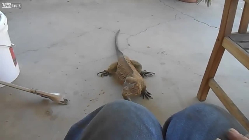 Il padrone lo chiama e l'iguana si comporta proprio come un cane