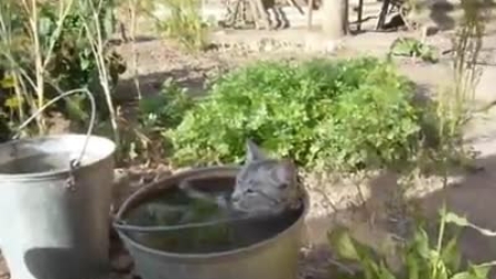 Il gattone si concede un momento di relax nella sua jacuzzi personale