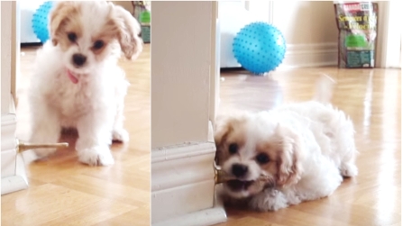 Il modo in cui questo cagnolino si accanisce contro il fermaporte vi farà morir dal ridere