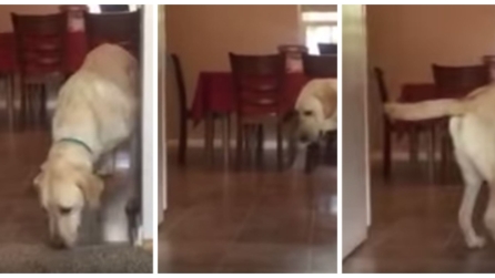 Annusa, poi torna dietro e guardate come supera la sua "grande paura"