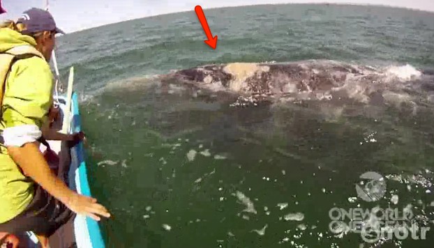Stanno navigando con una piccola barca quando dall'acqua spunta qualcosa di gigantesco
