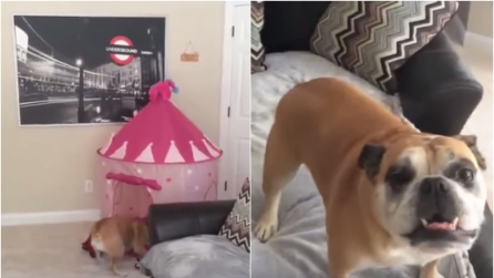 Un castello da principessa per il compleanno della loro bull dog: la reazione del cane è fantastica
