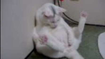 Guardate cosa fa questo gatto e resterete senza parole
