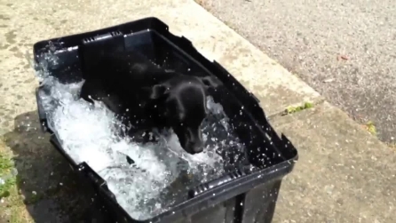 Il suo modo di nuotare ha conquistato tutti: il cane più simpatico che ci sia
