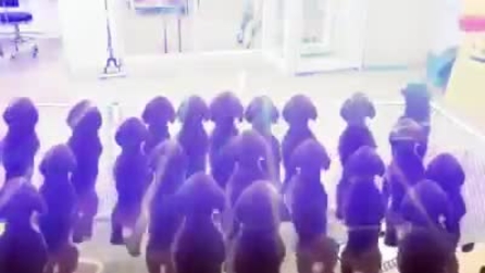 Se i cagnolini andassero in discoteca: il rave party dei cuccioli eccitati