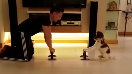 Una coppia formidabile: guardate cosa fanno insieme