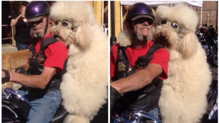 Pronti per partire! I perfetti compagni di viaggio