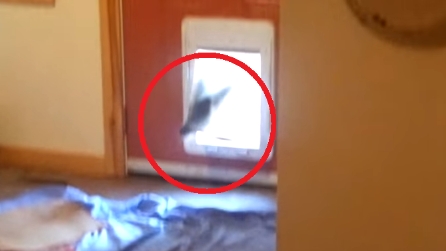 Il padrone di casa non si aspettava che fosse lui ad entrare dalla porticina del cane
