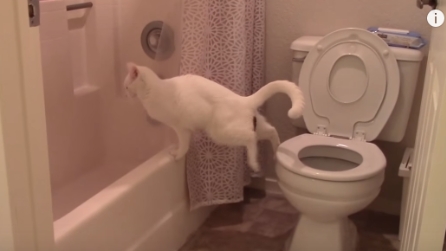 Un gatto acrobata: peccato però che sbaglia la mira