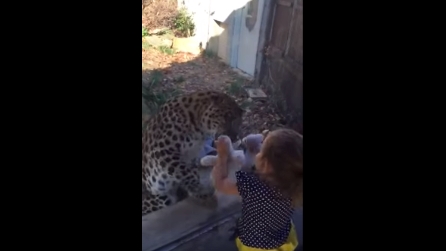 Faccia a faccia con il leopardo: guardate cosa fa quando la bimba mostra i suoi peluche