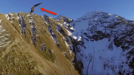 Il drone vola alto nei cieli, ma alle aquile proprio non piace: guardate cosa succede