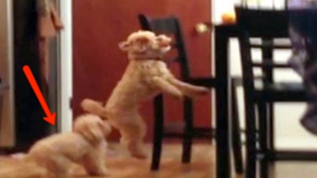 Non riesce ad acciuffare l'osso: quando arriva l'altro cucciolo non smetterete di ridere