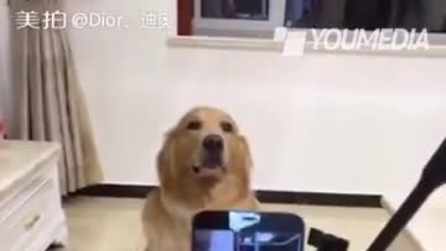Posa para foto: o que o cachorro faz é de morrer de rir