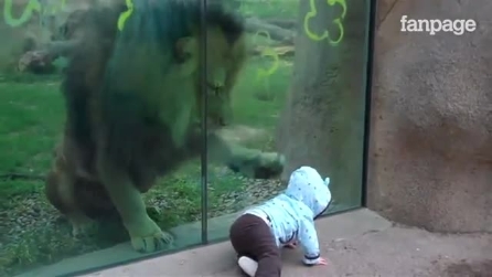 O bebê está perto do leão: confira a reação do grande felino