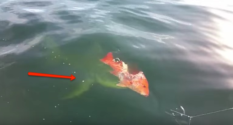 Pesca Allo Squalo Bianco Da Riva