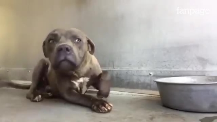 Pit bull criado como cão de briga recebe seu primeiro carinho: a reação comovente