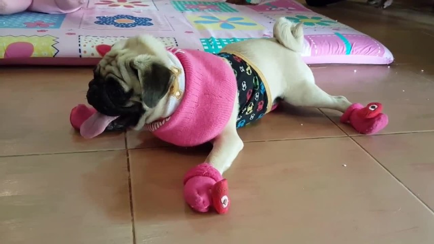 Il Carlino Più Felice Del Mondo Ecco Cosa Fa Quando Gioca