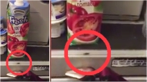Scarafaggi ad alta quota nella cucina di un aereo: il video di un passeggero