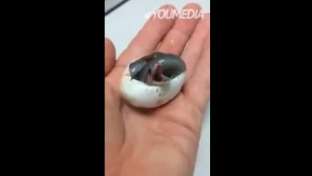 Cubomedusa Come Riconoscerla E Cosa Fare Se Ti Punge La Vespa Di Mare Greenme