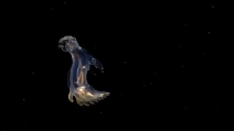 Nelle profondità dell'oceano, l'ipnotica danza del cetriolo di mare