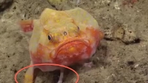 Chaunax, il pesce con le "zampe" avvistato a 600 metri di profondità nel mar dei Caraibi