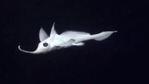 Rhinochimaera: mostro marino dal naso grosso, misterioso abitante delle profondità