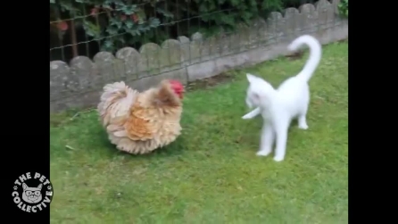 La "lotta" tra un gattino e un pollo
