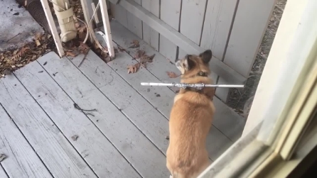 Il padrone lega un bastoncino al collo del suo cane per un motivo preciso