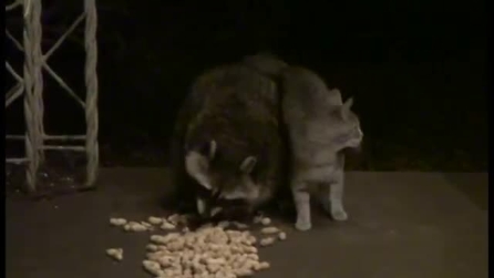 Gatto e procione, entrambi selvatici, fanno coppia fissa: mangiano insieme e poi se ne vanno