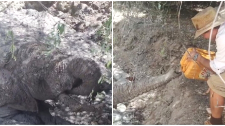 Era intrappolato da giorni in un fosso, ecco cosa fa l'elefante appena riceve l'acqua