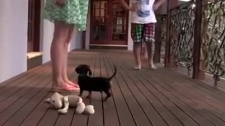 Il cane da guardia più piccolo del mondo, guardate che fa per difendere la padrona