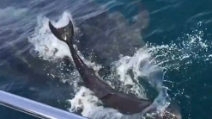 Il delfino partorisce davanti ai turisti: ecco cosa fa la mamma per aiutare il suo piccolo
