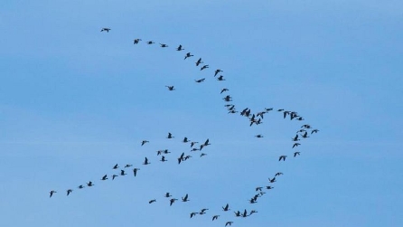Gli uccelli disegnano un segno di pace nel cielo: il fotografo immortala la scena