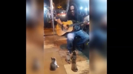 Il musicista suona in strada: accorre un pubblico d'eccezione