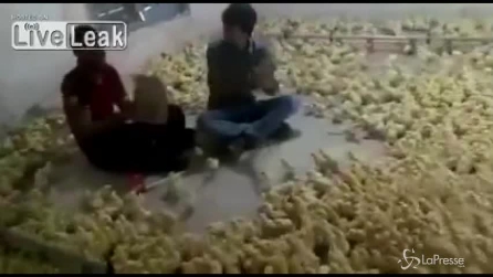 Migliaia di pulcini e la loro passione davvero molto particolare