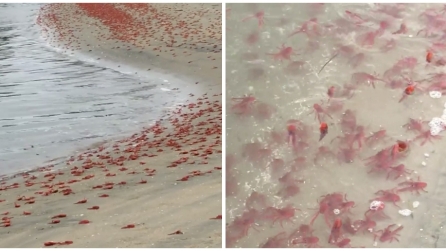 La spiaggia è totalmente invasa, ecco cosa vedono lungo la costa