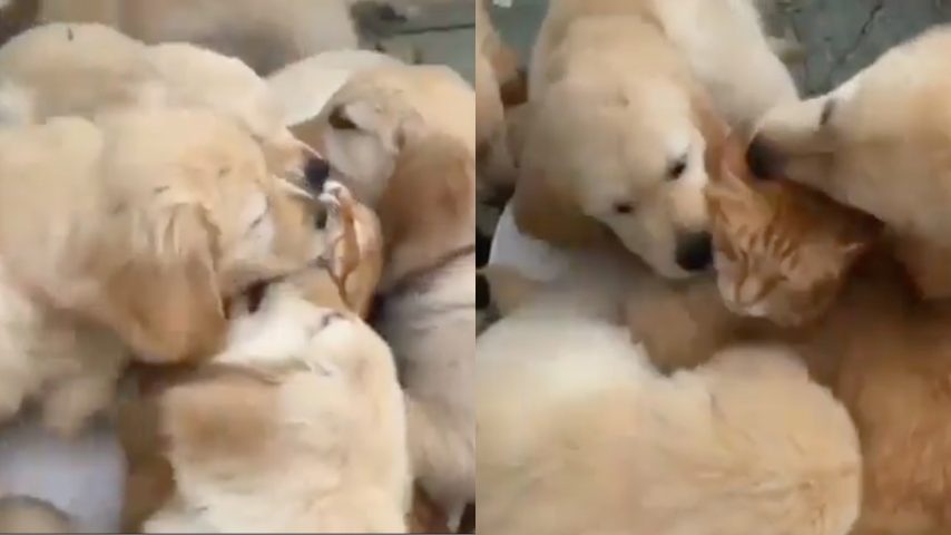 La Cucciolata Di Golden Retriever Si Scaraventa Sul Gatto E Lo