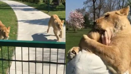 Si avvicina al recinto dei leoni: le immagini vi lasceranno senza parole