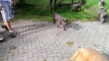 Salva 14 pit bull addestrati per combattere e gli dà una nuova vita