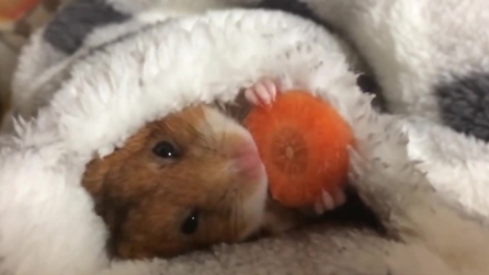 Il cricetino fa un goloso spuntino sotto le coperte: la scena più dolce che ci sia