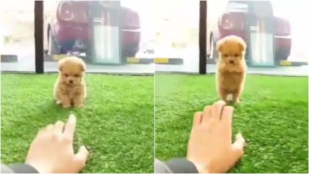 Un adorabile cucciolo e il suo istinto da "predatore": la scena è dolcissima