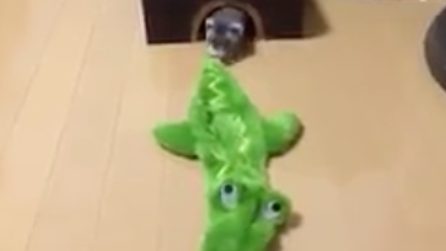 Il gioco del tenero furetto: immagini esilaranti