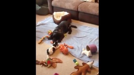 Il cucciolo gioca con il suo baby sitter a 4 zampe: immagini dolcissime