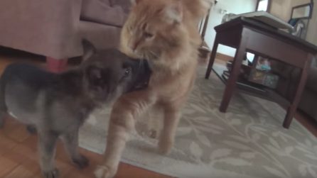 I gatti danno il benvenuto al nuovo cucciolo di casa: il cagnolino vuole giocare
