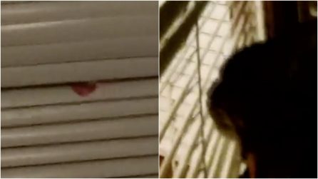 La lingua del micio spunta tra le persiane: l'esilarante gatto "pulitore"