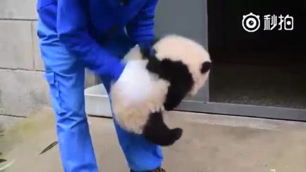 O panda parece um bicho de pelúcia: imagens muito fofas