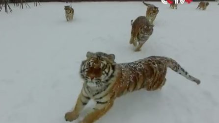 Le tigri siberiane prendono di mira il drone: lo afferrano al volo e ci giocano